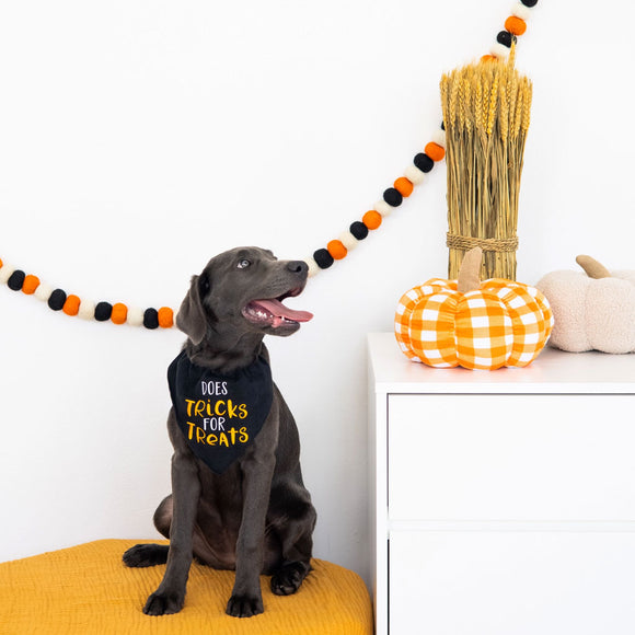 Dog wearing a Halloween-themed outfit with pumpkins and decorations in the background.