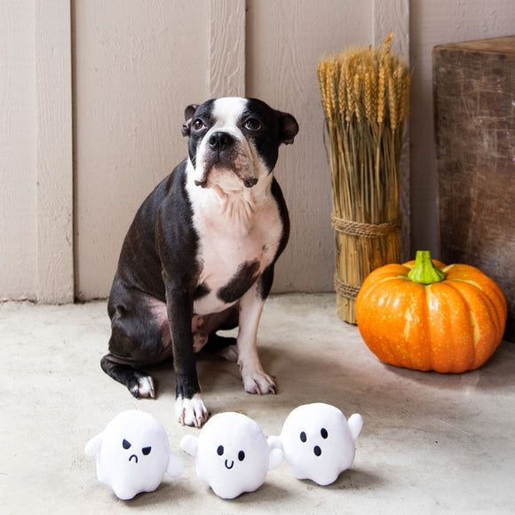 Dog sitting next to Halloween-themed decorations including pumpkins and ghost toys on a wooden floor.
