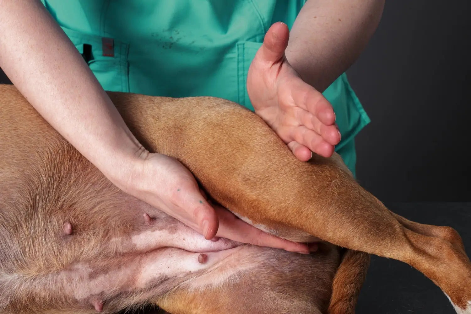 Hip and Elbow Dysplasia in Dogs: Symptoms Diagnosis Treatment and Long-Term Care