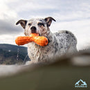 Dog with an orange carrot-shaped chew toy outdoors
