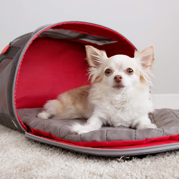 Small dog inside a gray pet carrier with red interior on a carpeted floor.