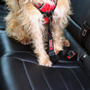 Dog wearing a red harness sitting in a car.