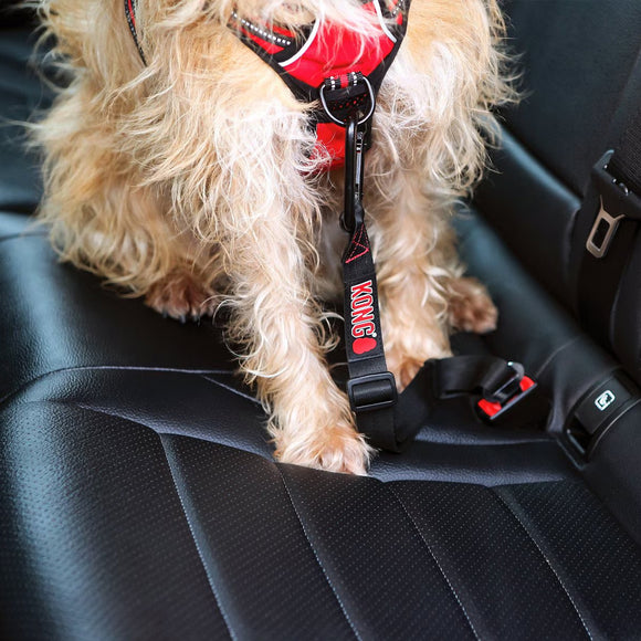 Dog wearing a red harness sitting in a car.