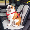 Dog wearing a red harness sitting in a car seat with a quilted cover.