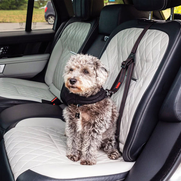 Dog sitting on a car seat cover with a harness, inside a vehicle.