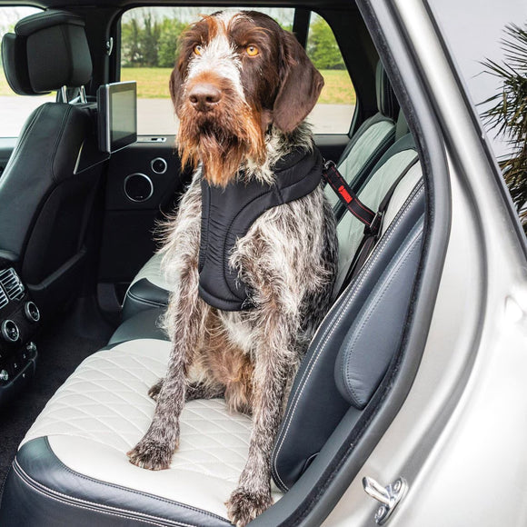 Dog wearing a harness sitting in a car
