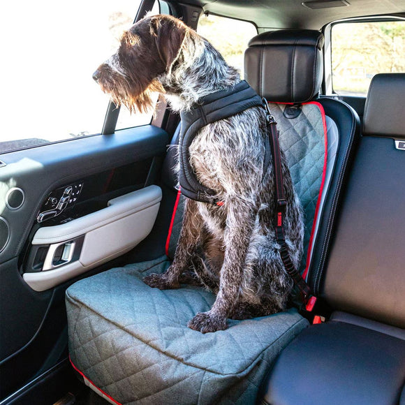 Dog sitting on a car seat cover with a harness in a vehicle