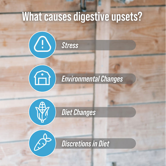 DiaGel Anti-Diarrheal Gel for Horses (30 ml)