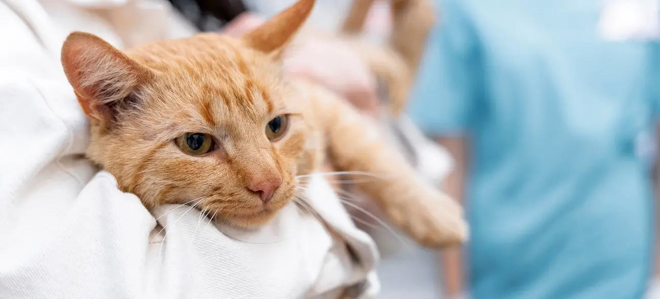 Arthritis in Cats: Early Signs Causes and Ways to Improve Comfort