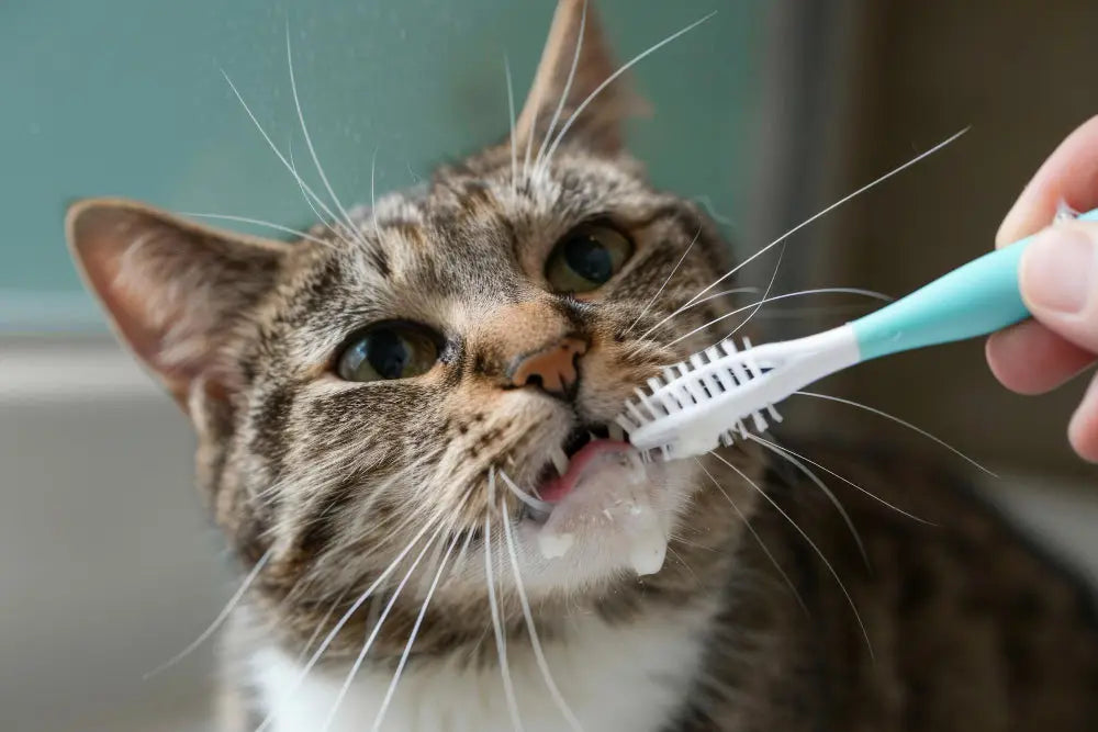 Cat Kidney Health: Early Signs Causes Treatment and Prevention Guide
