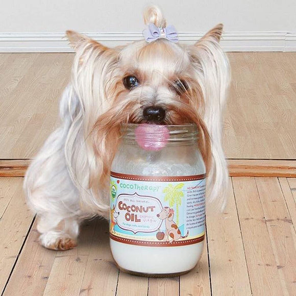 Small dog with a jar of coconut oil on a wooden floor