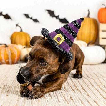 Dog wearing a Halloween witch hat with pumpkins and bats in the background
