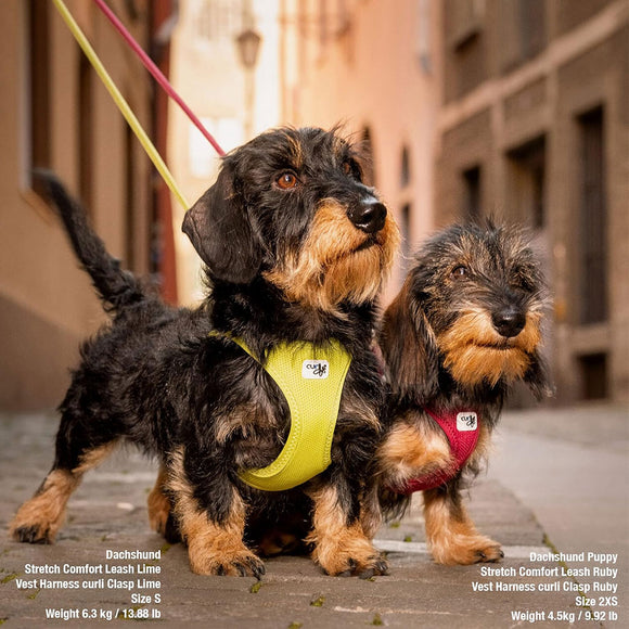 Two dachshunds on a leash with harnesses in an urban setting