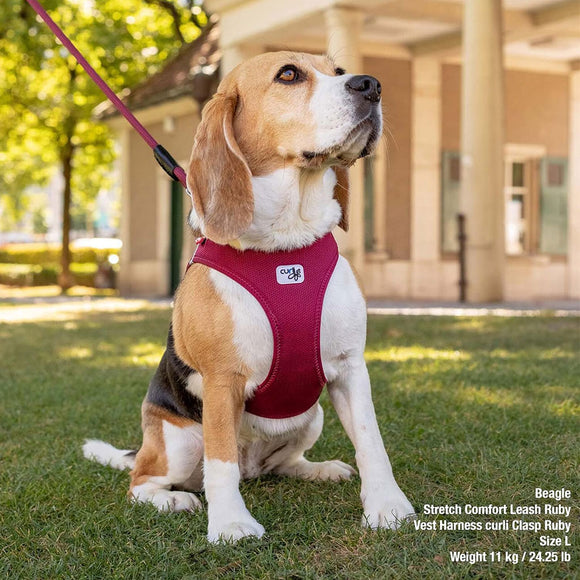 Dog wearing a red harness sitting on grass with a building in the background