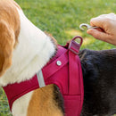 Dog wearing a pink harness with a person adjusting it outdoors.