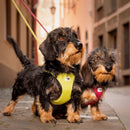 Two dachshunds on a leash in an urban setting