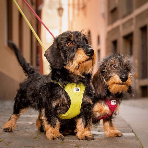 Two dachshunds on a leash in an urban setting