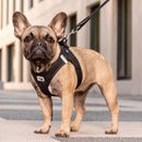 Dog wearing a black harness standing on a sidewalk with a blurred building background