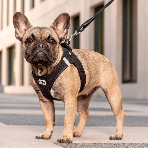 Dog wearing a black harness standing on a sidewalk with a blurred building background