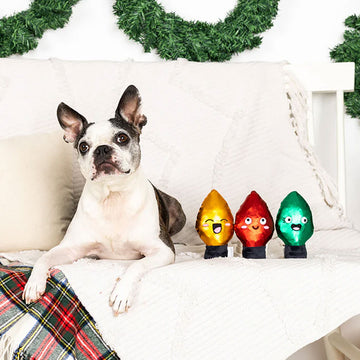 Dog sitting on a couch with Christmas-themed light bulb toys in front of it.