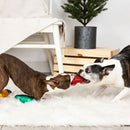 Two dogs playing with a toy on a white rug in a room with a plant and wooden crate in the background.