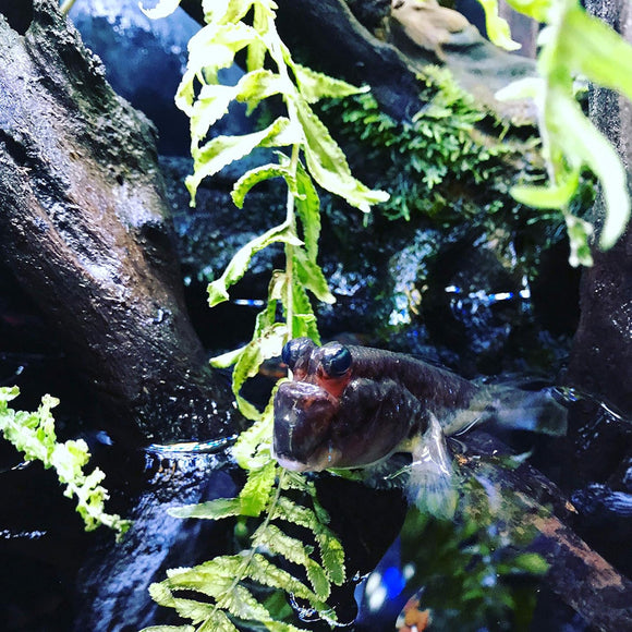 Small fish swimming among rocks and green plants in an aquarium setting