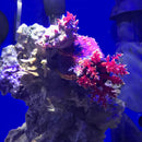 Colorful coral on a rocky structure in an aquarium setting