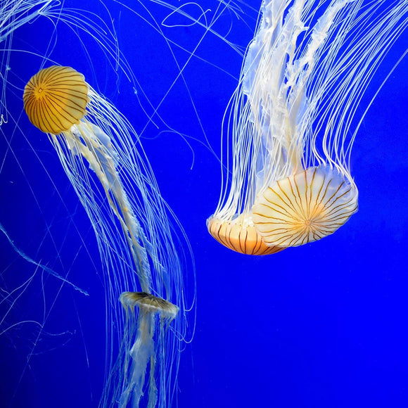 Two jellyfish with long tentacles against a blue background