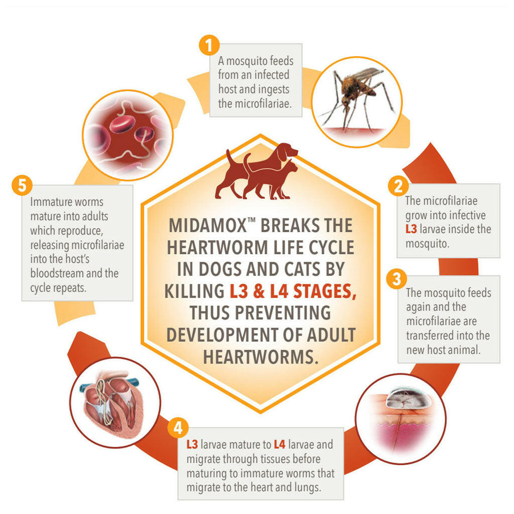Midamox for Dogs, 20.1-55 lbs
