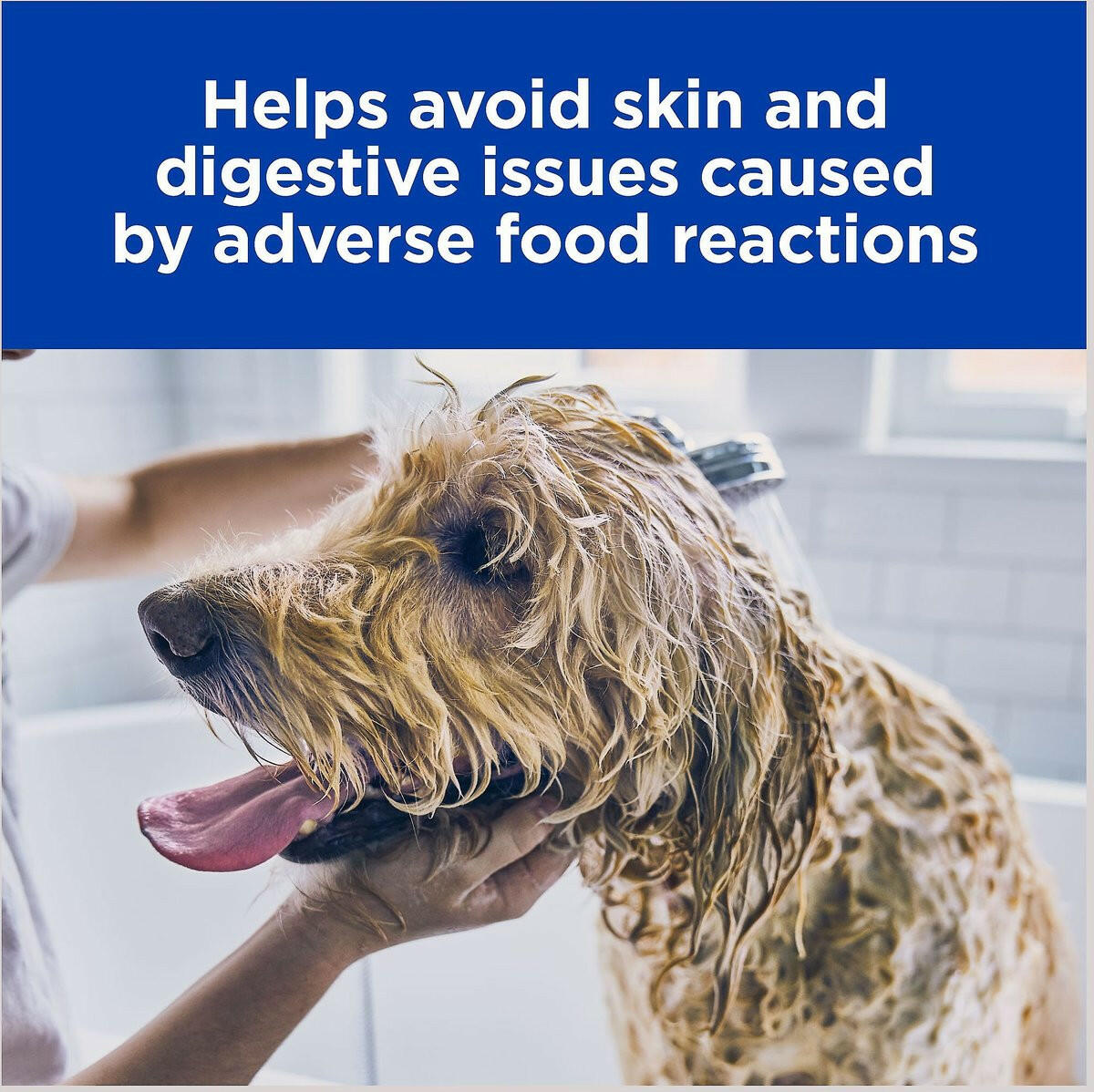 Hills Prescription Z/D Dog Food 3.63kg – Skin & Digestive Care