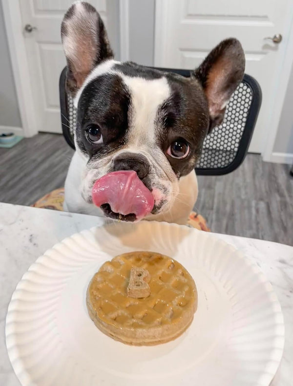 Bark Bistro Pooch Gimme S'Mores Pancakes for Dogs