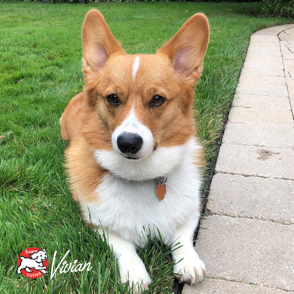 Corgi dog sitting on grass next to a sidewalk with Vivian's brand logo.