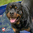 Rottweiler dog with a happy expression in front of a pool, with Grimm logo visible.