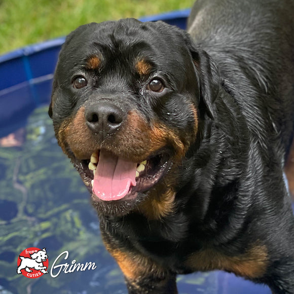 Rottweiler dog with a happy expression in front of a pool, with Grimm logo visible.
