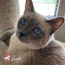 Siamese cat with blue eyes sitting on a soft surface