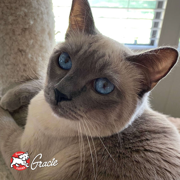 Siamese cat with blue eyes sitting on a soft surface