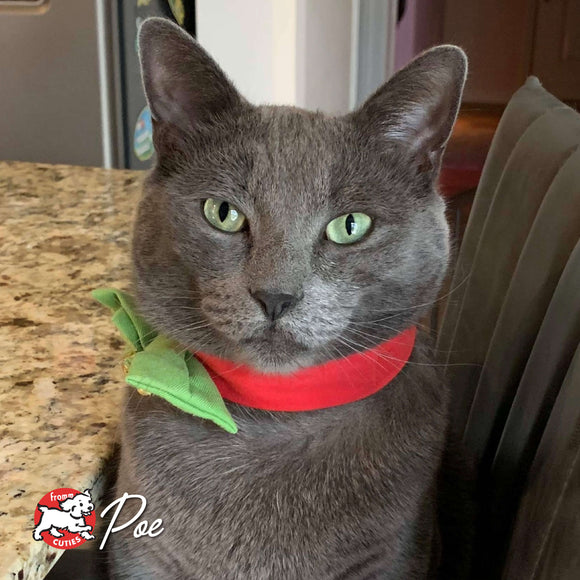 Gray cat with a red collar and green leafy accessory, sitting on a kitchen counter.