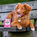 Dog sitting on a bench with a can of Pupperoni Pizza in front of it