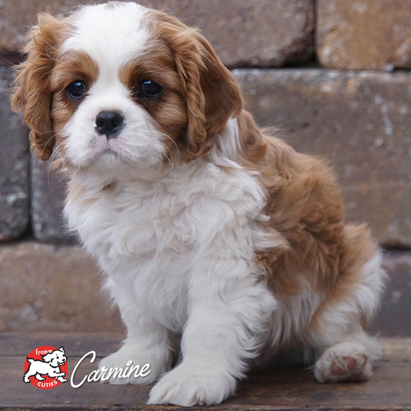 Cavalier King Charles Spaniel puppy sitting on stone steps with a brand logo in the corner.