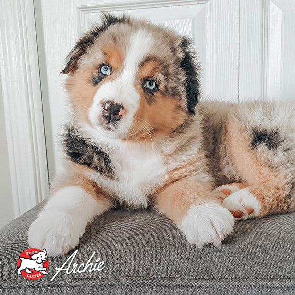 Puppy with blue eyes lying on a couch, brand 'Archie' visible