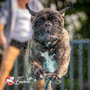 Dog running outdoors with a blurred background