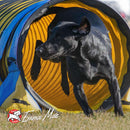Black dog exiting a blue and yellow tunnel with 'Emma Mae' branding.