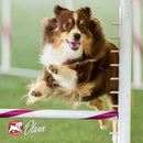 Dog jumping over an obstacle with 'Oliver' branding in the background