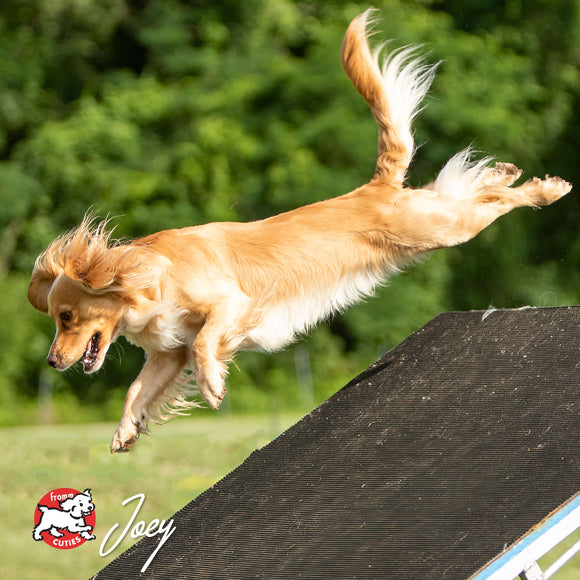 Dog leaping over an obstacle with a blurred green background