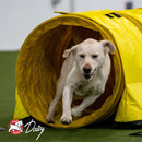 White dog running through a yellow agility tunnel with 'Daisy' branding.
