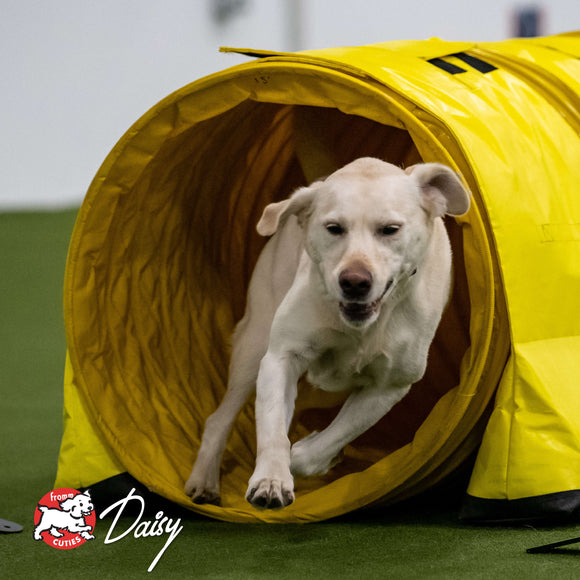White dog running through a yellow agility tunnel with 'Daisy' branding.