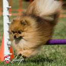 Small dog running through an agility course with a blurred background