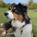 Multicolored dog sitting outdoors with a blurred background