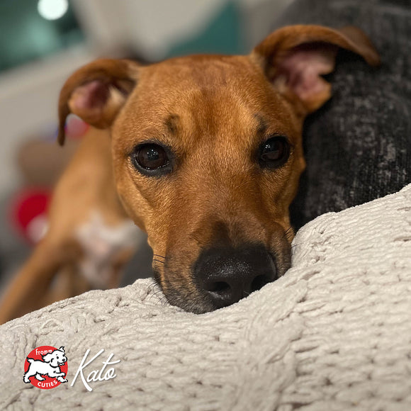 Brown dog peeking over a textured surface with a blurred background