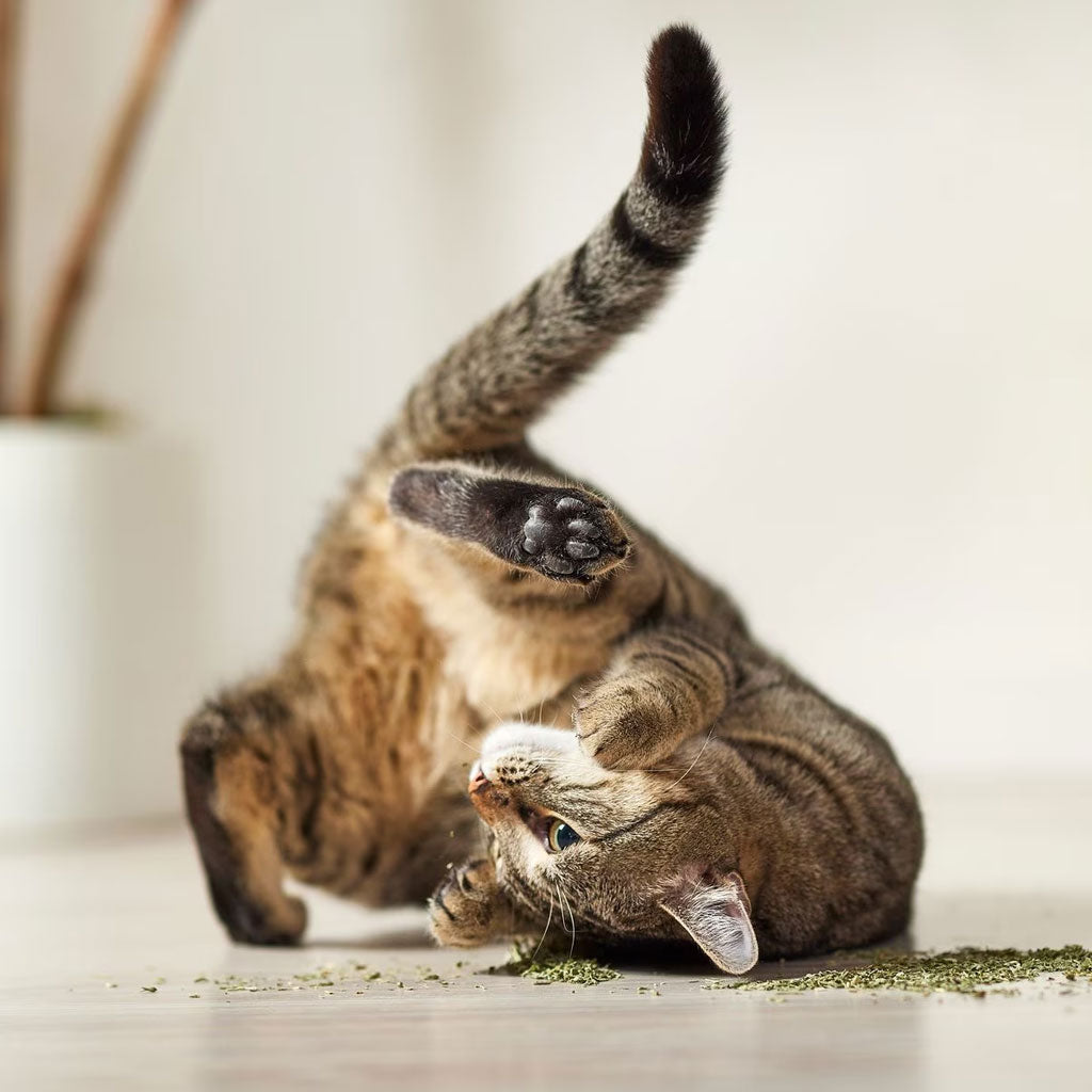 Yeowww! Catnip Tub Treats